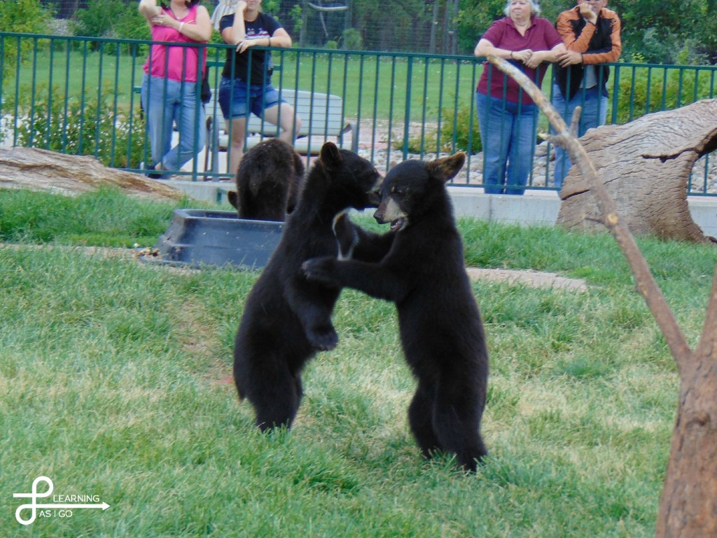 Bear cubs playing at Bear Country USA, South Dakota
