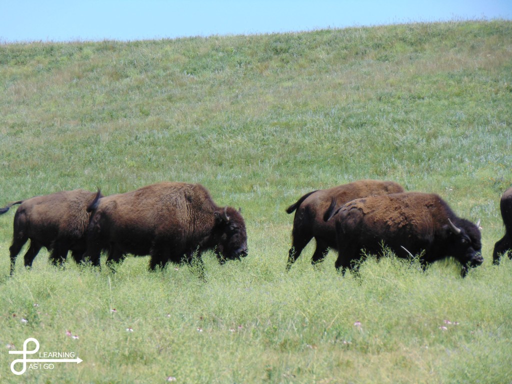Buffalo in Custer State Park, South Dakota