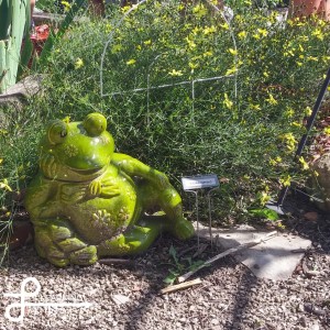 This frog was probably my favorite thing in Judy's extensive gardens!
