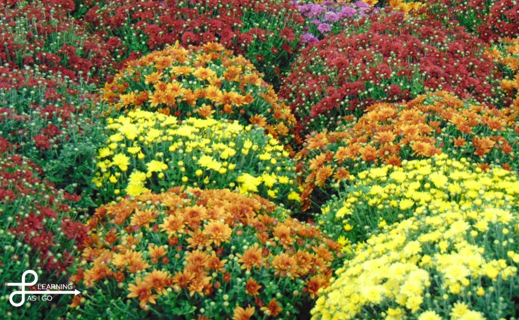 Enchanted Acres has a large variety of gorgeous and huge mums!