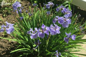 Miniature Iris blooming in my garden! 