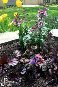 Beard Tongue & Bugleweed